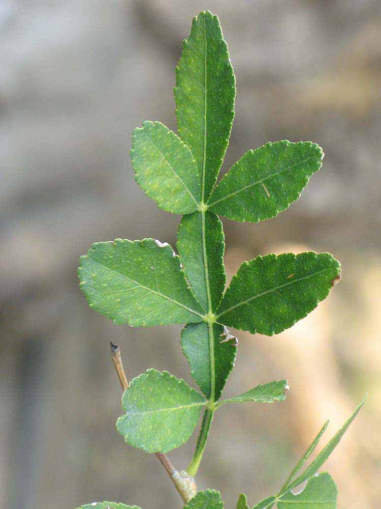            Compound leaf of  Hesperethusa crenulata          (Riverside,   CA)   
